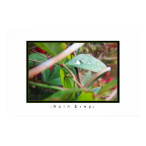 Rain Drop posters