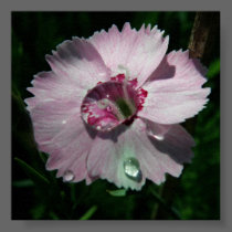 Rain drop poster/photo enlargement posters