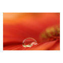 Rain Drop Poster posters
