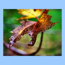 rain drop posters