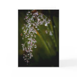 Rain Droplets • Greeting Card