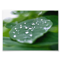 Rain Droplets on Green Leaf photo print