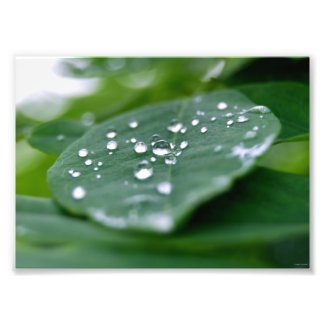 Rain Droplets on Green Leaf photo print photoenlargement