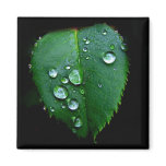 Rain Drops Magnet