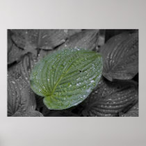 Rain drops on Hosta Posters