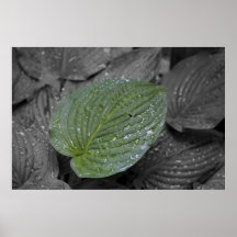 Rain drops on Hosta Posters