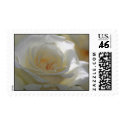 Rain Drops on White Rose Postage postage by cherylarogers Rain Drops on White Rose Postage postage