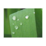 Rain Drops Postcard