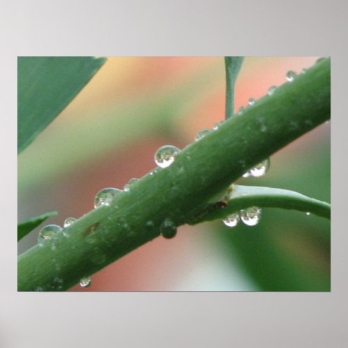 Rain Drops print