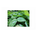 Rain drops posters by badkandy Rain drops posters