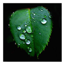 Rain Drops posters