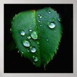 Rain Drops posters