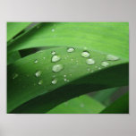 Rain Drops Posters