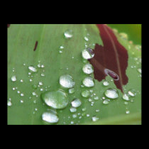 Rain Drops posters
