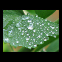 Rain Drops posters