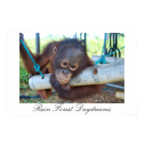 Rain Forest Daydreams posters