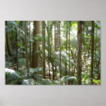 Rain Forest In Australia Print
