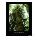 Rain Forest Mutant Poster posters by hopefulone Rain Forest Mutant Poster posters