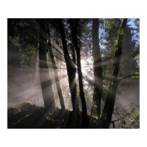 Rain Forest Sun Rays posters