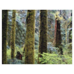 Rain forest, Tofino, British Columbia from the For flyers