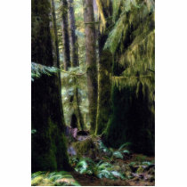 Rain forest, Tofino, British Columbia Acrylic Cut Outs