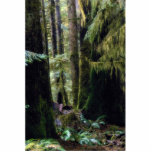 Rain forest, Tofino, British Columbia Acrylic Cut Outs