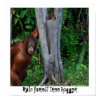 Rain Forest Tree Hugger print
