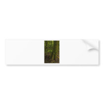 Rain Forest Walk 1 Bumper Sticker