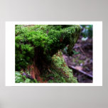Rain Forest Xenoform 1, Archival Paper Print