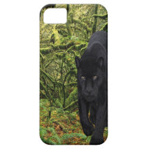 Rain Forrest Hunter.jpg