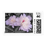 Rain Kissed Peonies Stamp