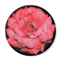 Rain Kissed Rose magnets