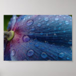 Rain kissing flower posters