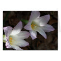 Rain Lilies Card