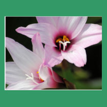 Rain Lilies II Postcard postcards