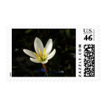Rain Lily postage