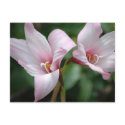 Rain Lily Postcard
