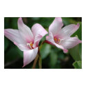 Rain Lily Poster posters