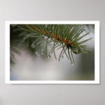 Rain on Pine Needles Poster