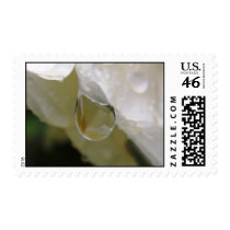 Rain on Rose postage