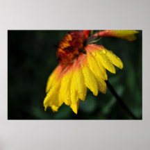Rain Soaked Flower Poster