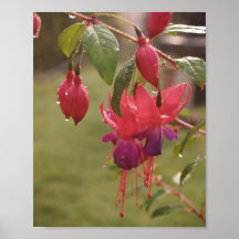 Rain-soaked Fuscia Print