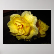 Rain Soaked Yellow Rose Poster