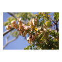 Rain Tree Poster posters by cherylarogers Rain Tree Poster posters