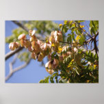 Rain Tree Poster