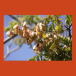 rain, tree, golden, deciduous, showy,