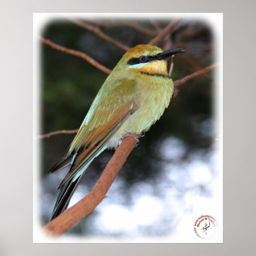 Rainbow Bee Eater 9Y209D-236 Poster