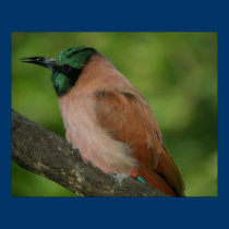 Rainbow Bee Eater posters
