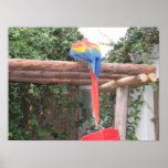 Rainbow Bird in Peru Posters