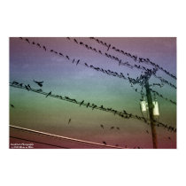 Rainbow Birds on Wires posters by SarahCatePhotography Rainbow Birds on Wires posters